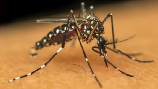 mosquito da dengue - Aedes aegypti