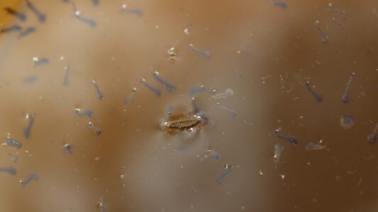 larvas y huevos de mosquito en agua estancada