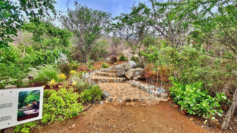 Hofi Mango Curacao stairway to heaven 800x450 1