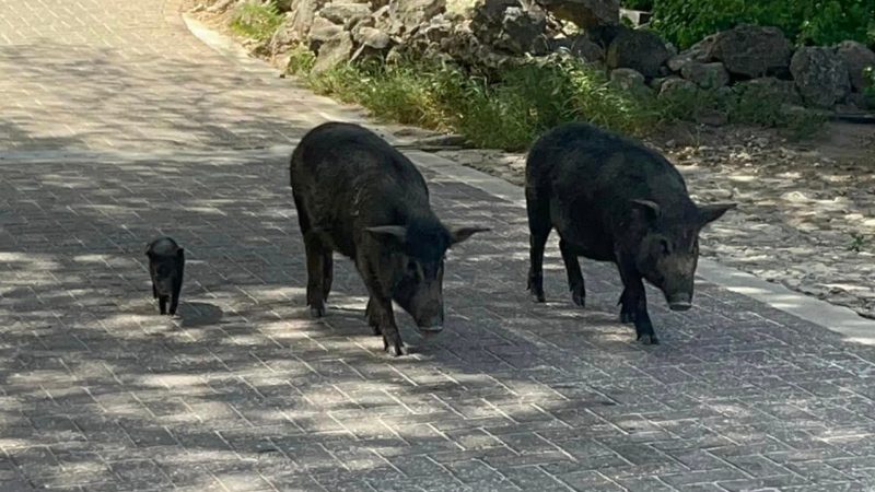 Varkens Porto Marie 800x450 1