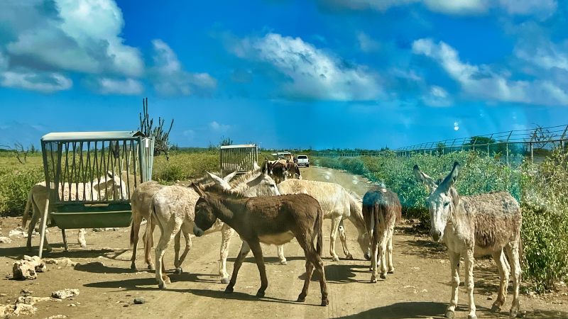 Bonaire ezels 800x450 1