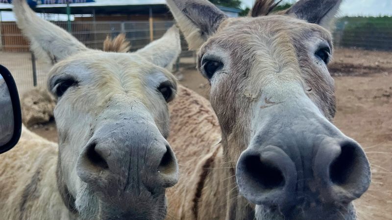 Bonaire ezels vanuit raam 800x450 1