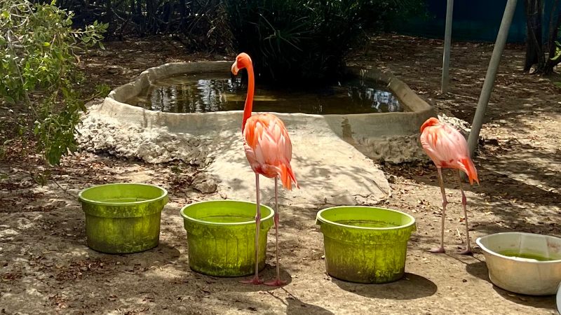 Flamingos Bonaire 800x450 1