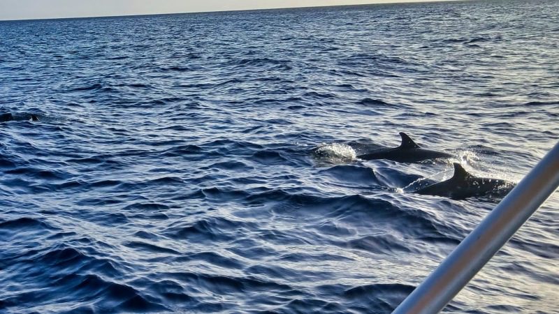 boottrip blue room dolfijnen curacao 800x450 1