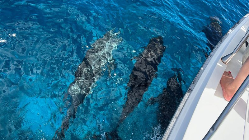 Tugboat & Blue Room Snorkeltrip 7 Curacao Westcoast trip dolphins 800x450 1