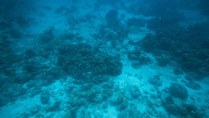 curacao onder water koraal 800x450 1