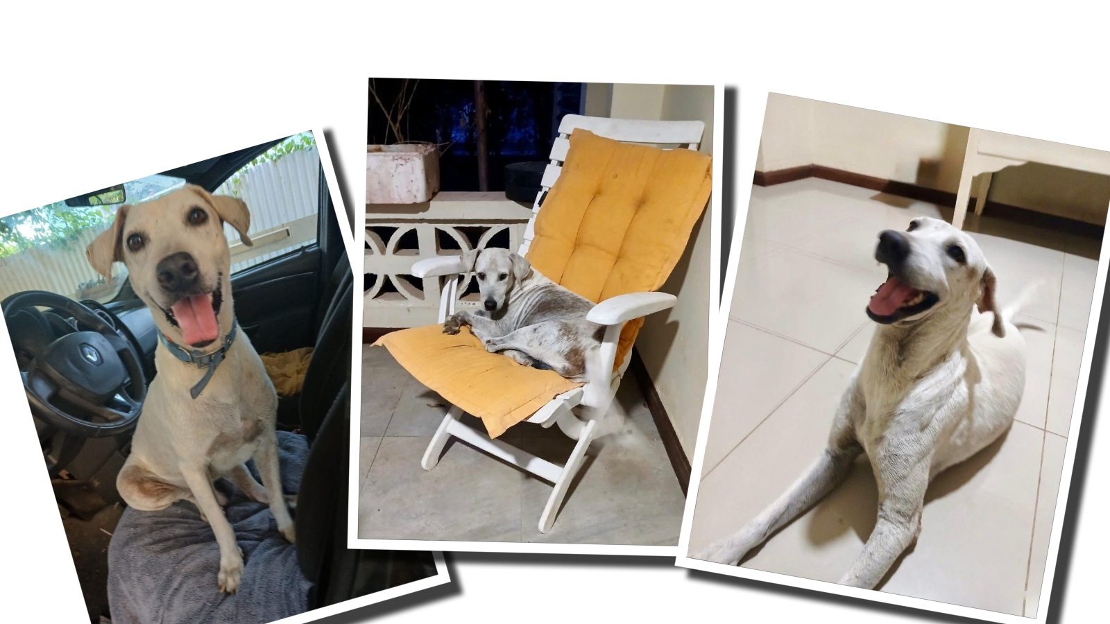 Capitain hond Curaçao