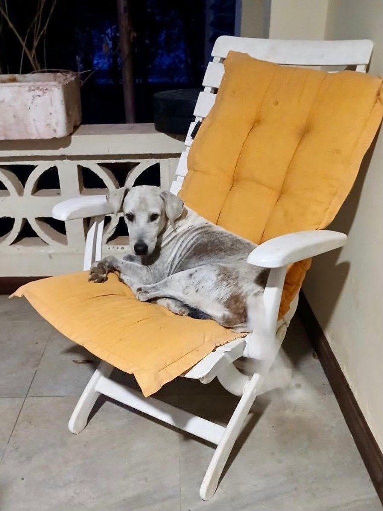 Maak kennis met Capitain: de nieuwe kapitein aan boord bij NaarCuracao 5 Capitain ligt op een oranje kussen in een tuinstoel bij zijn foster op Curaçao
