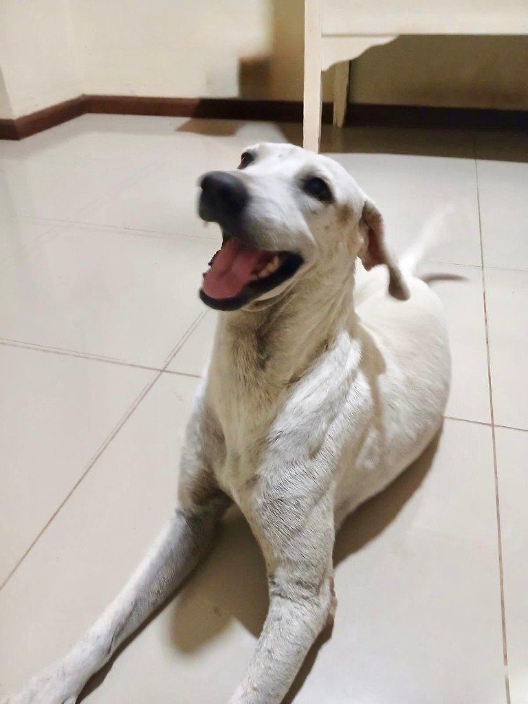 Maak kennis met Capitain: de nieuwe kapitein aan boord bij NaarCuracao 7 Blije witte hond Capitain ligt op de vloer bij zijn foster en wacht op een eigen thuis