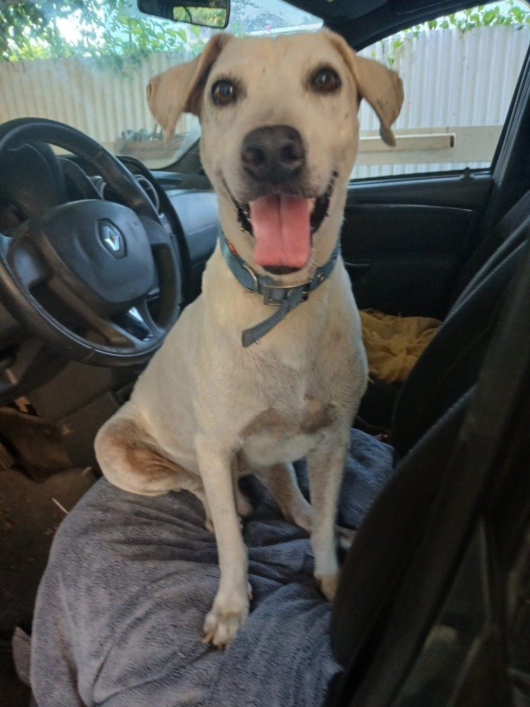 Maak kennis met Capitain: de nieuwe kapitein aan boord bij NaarCuracao 4 Capitain, de vrolijke reu van Rescue Paws Curaçao, zit lachend op de voorstoel van een auto