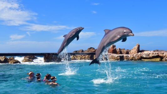 dolfijnen curacao
