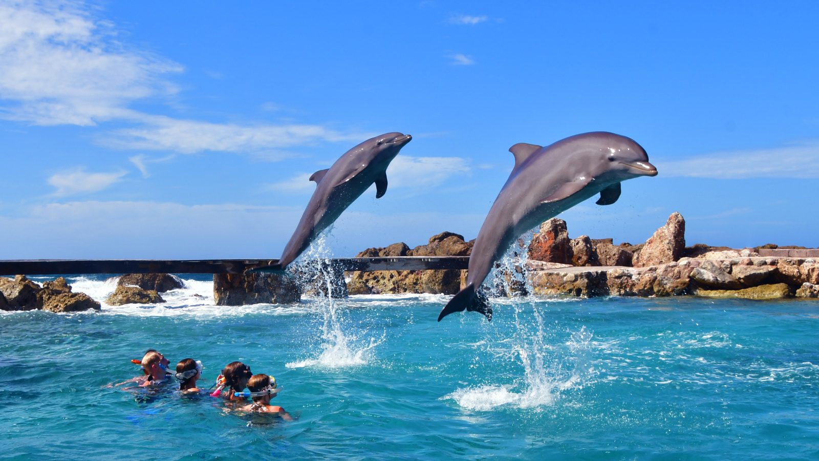 Is zwemmen met dolfijnen op Curaçao diervriendelijk? 4 dolfijnen curacao