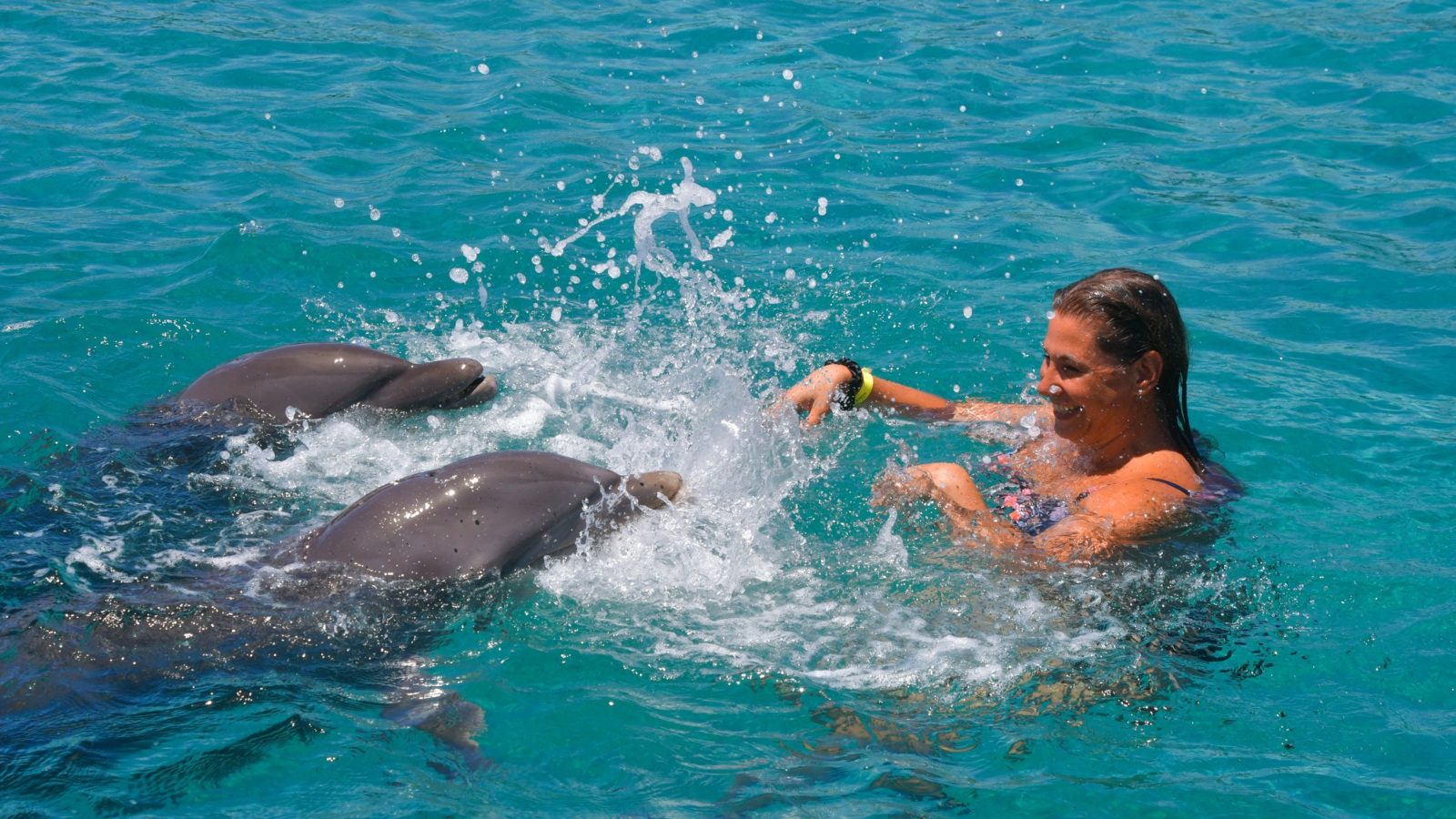 12 tips voor zwemmen met dolfijnen op Curaçao 4 Dolfijnen Curacao tips