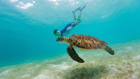 Klein Curaçao schilpad snorkelen