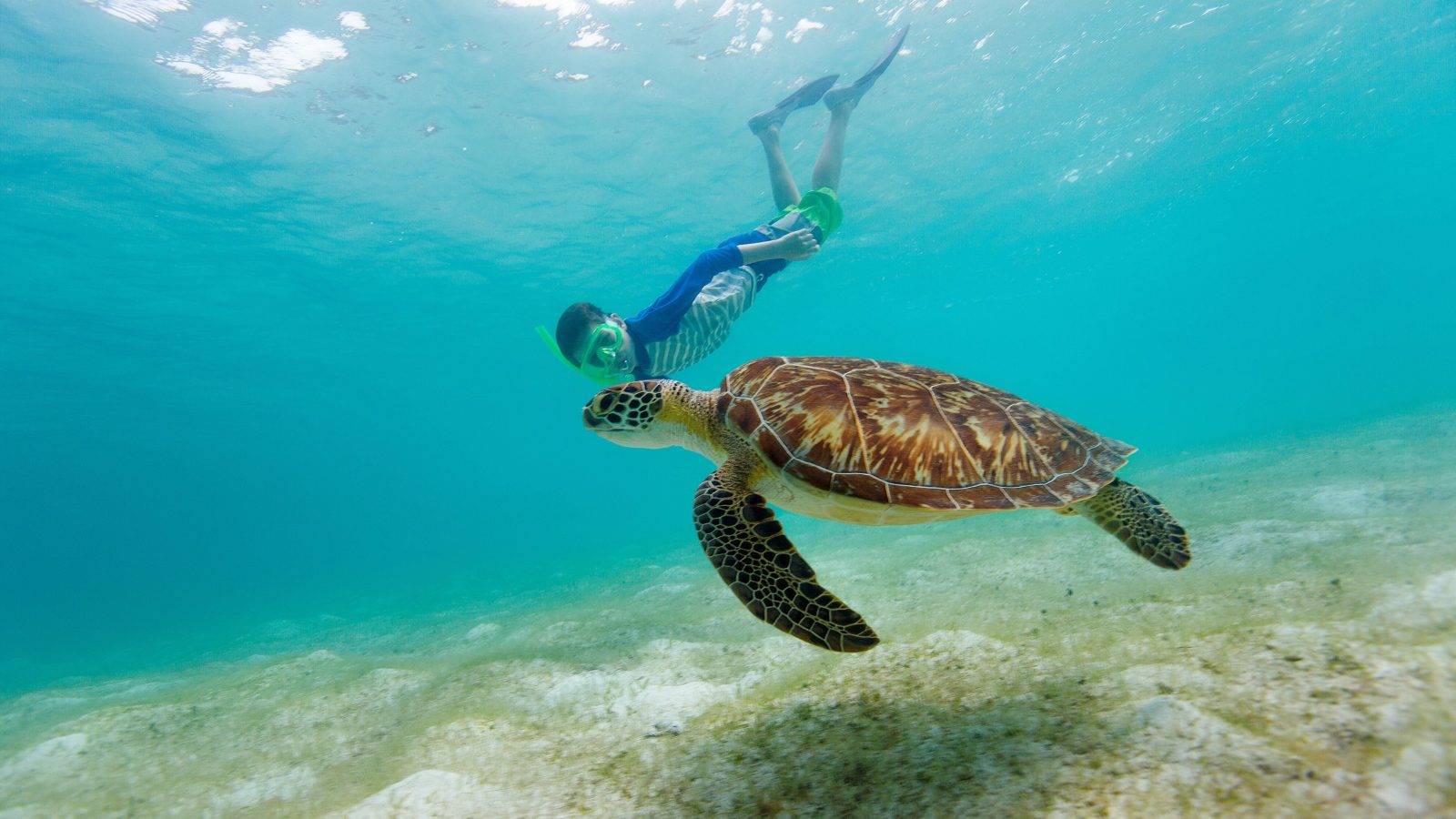 Schildpadden en snorkelen op Klein Curaçao 4 Klein Curaçao schilpad snorkelen