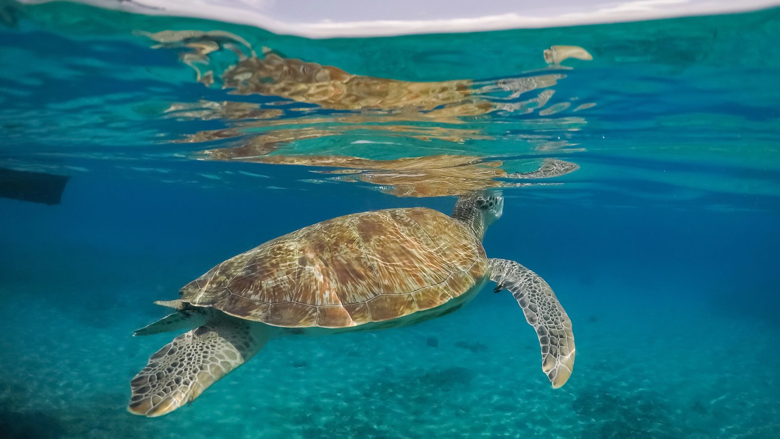 Schildpadden zien op Curaçao: de 4 beste plekken (ook zonder snorkelen) 4 schildpad curacao