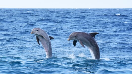 wilde dolfijnen Curaçao spotten